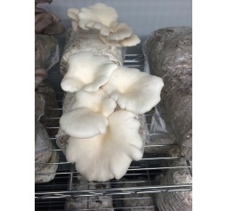 Mushroom Plugs - White Oyster (Pleurotus Ostreatus) bag of  approx 600-700  - FREE SHIPPING